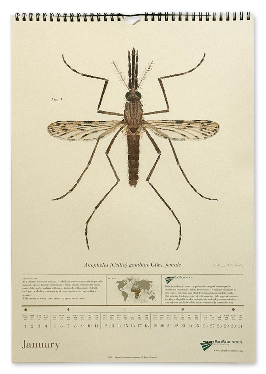 Each month featured a single species of mosquito