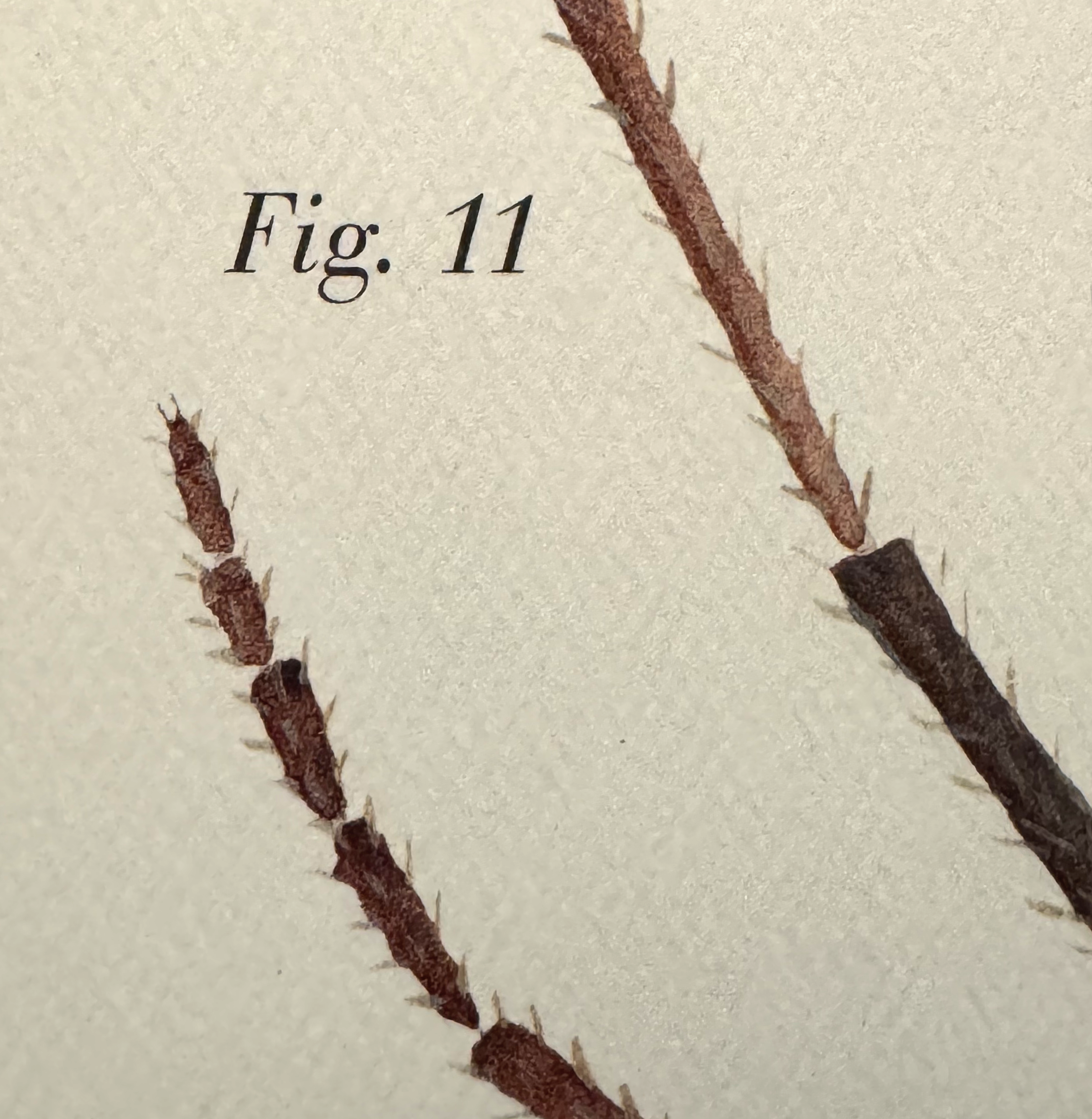 Detail